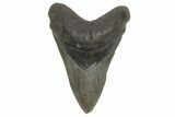 Fossil Megalodon Tooth - South Carolina #214663-1